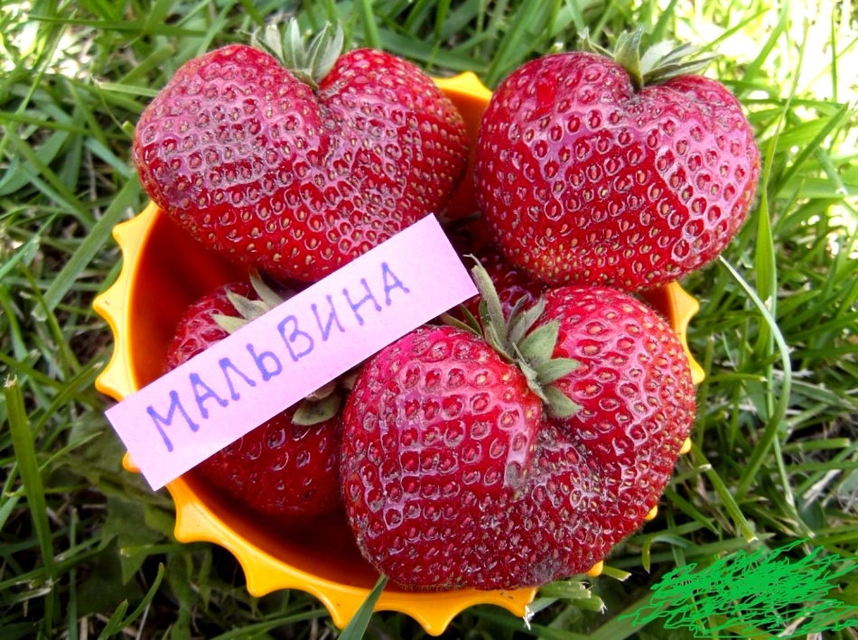 Миниатюра 2