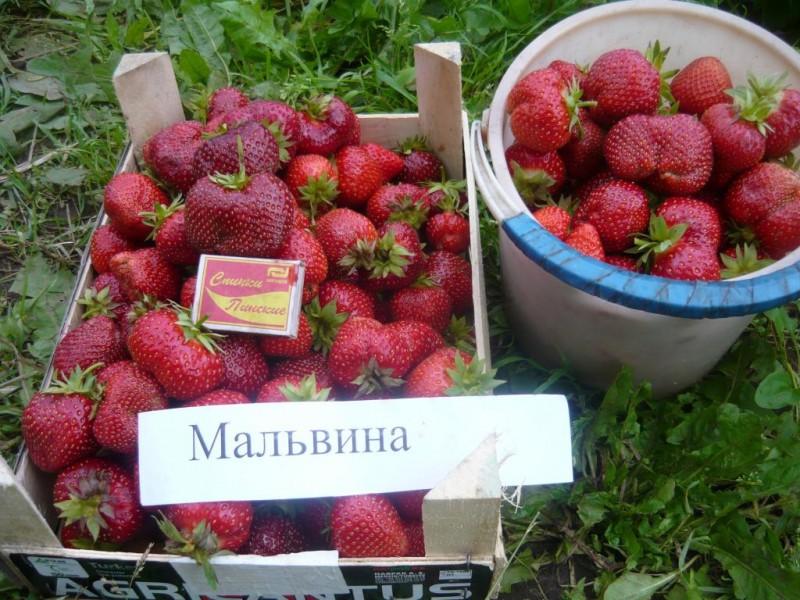 Миниатюра 4