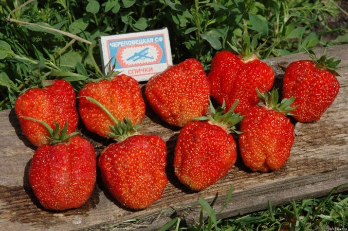 Миниатюра 3