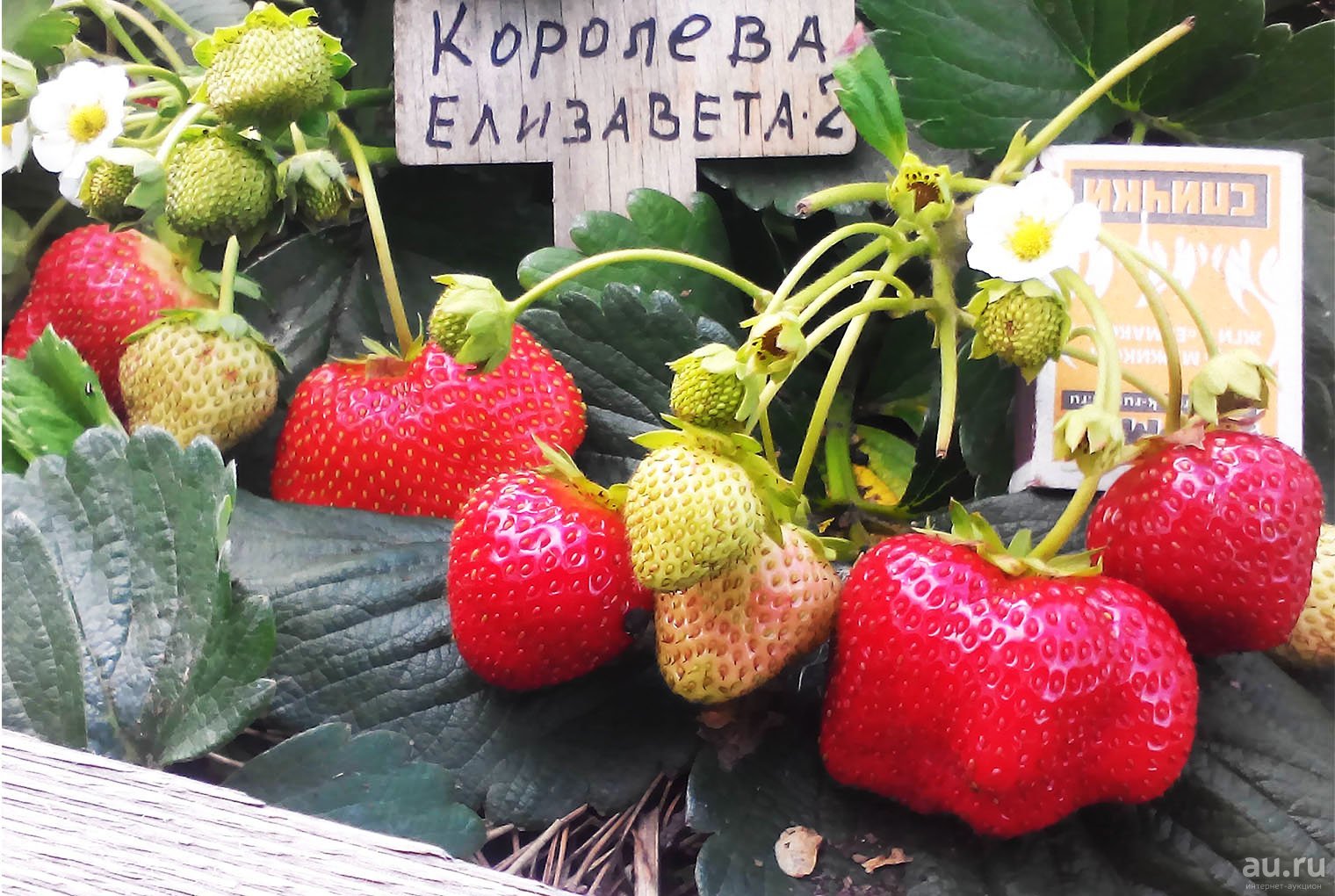 Миниатюра 2