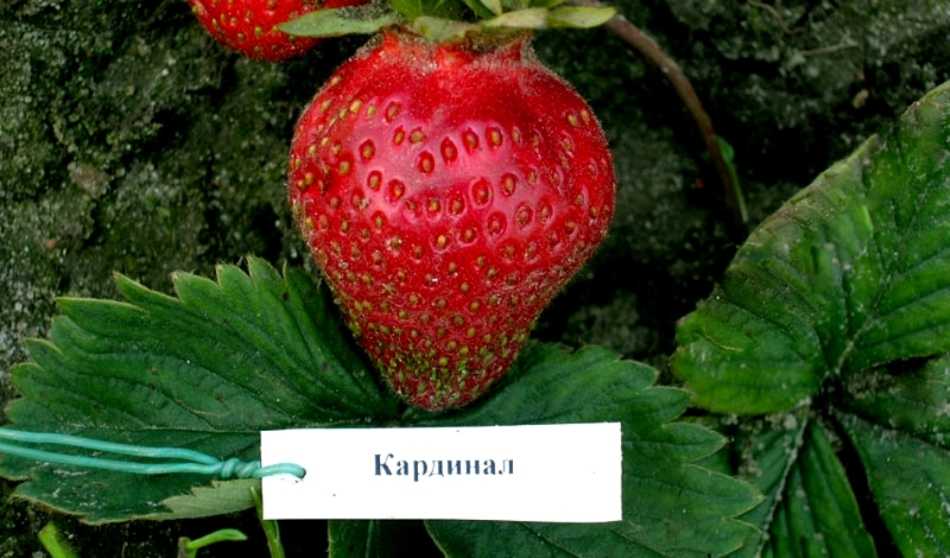 Миниатюра 3