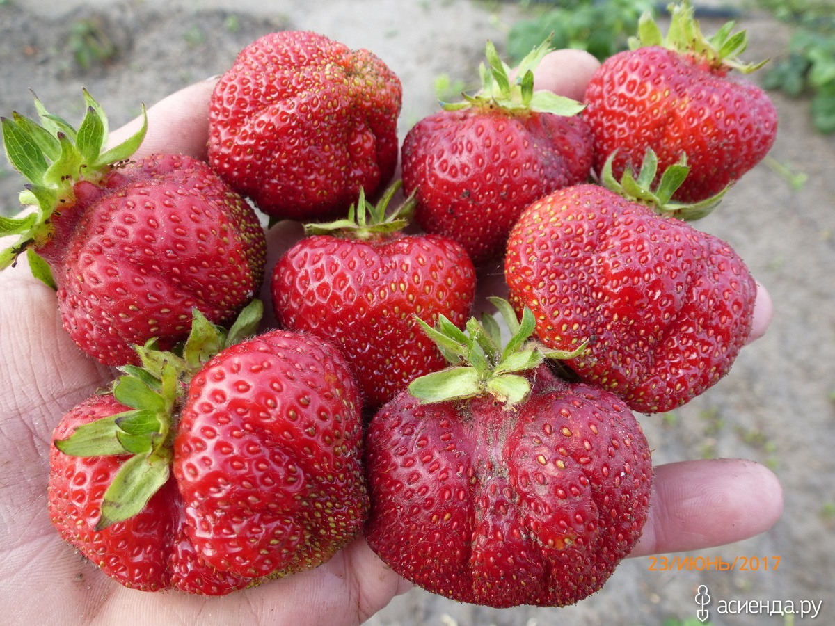 Клубника Богема