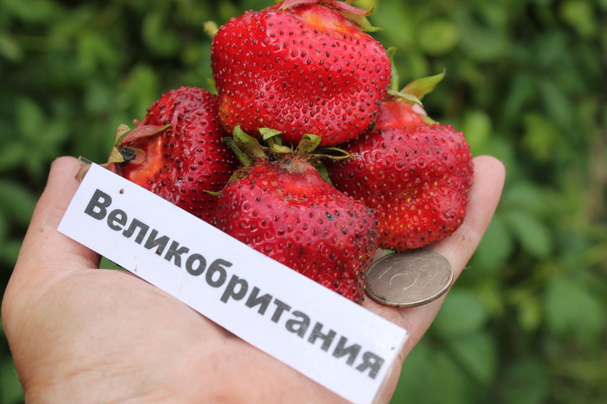 Клубника Великобритания