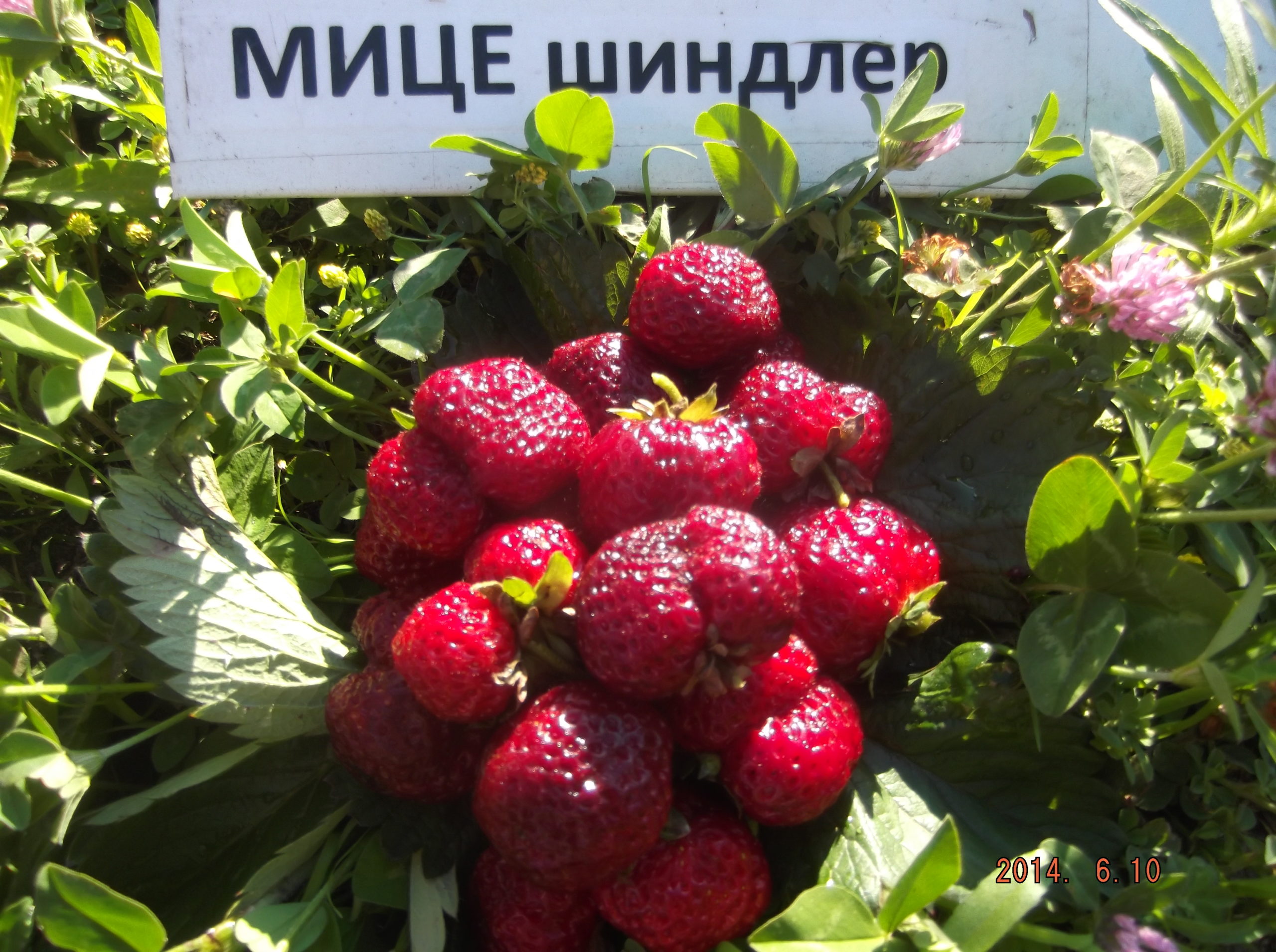 Миниатюра 3