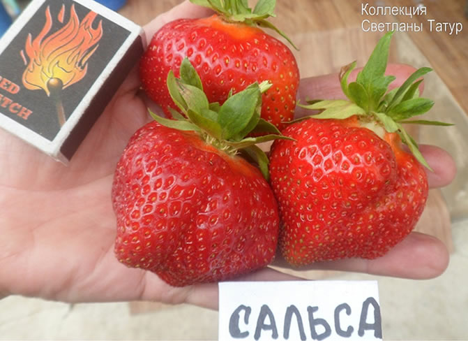 Клубника Сальса