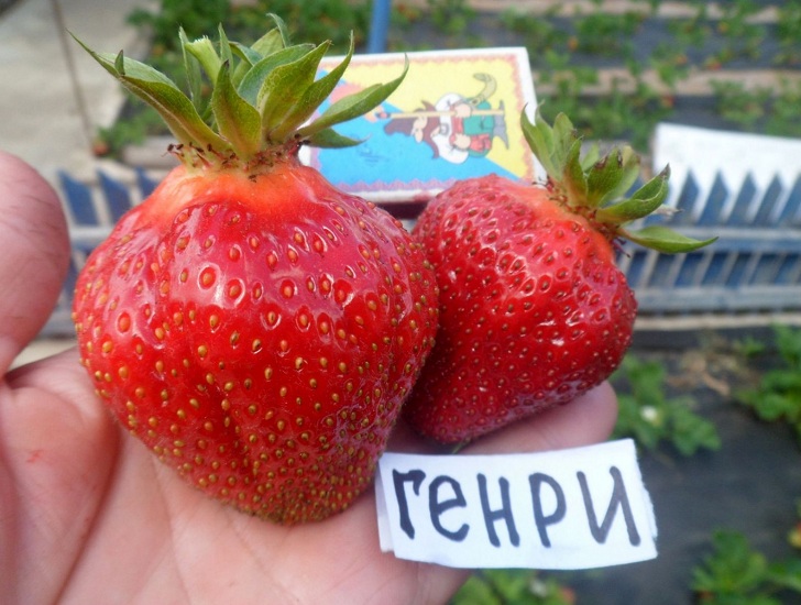 Миниатюра 2