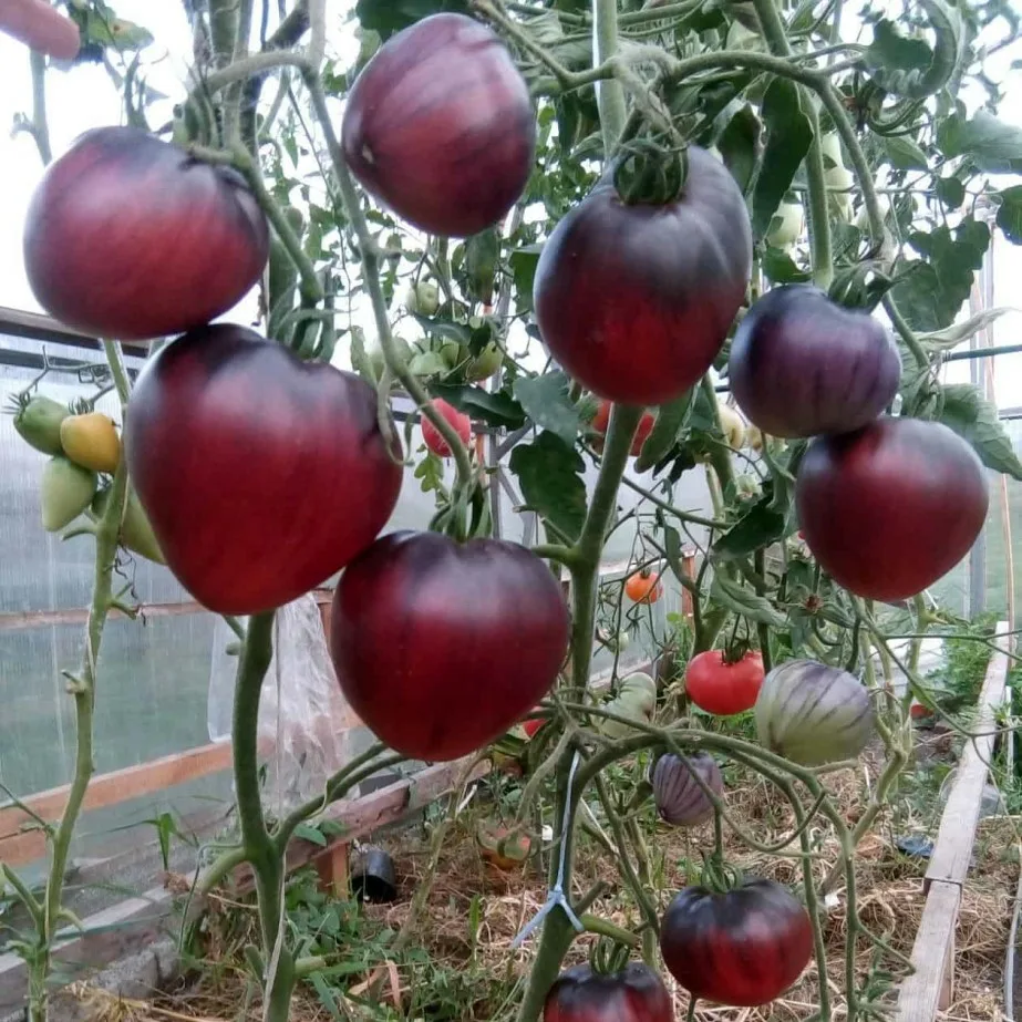 Миниатюра 2