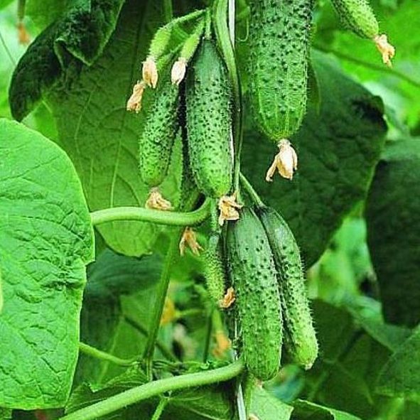 Миниатюра 2
