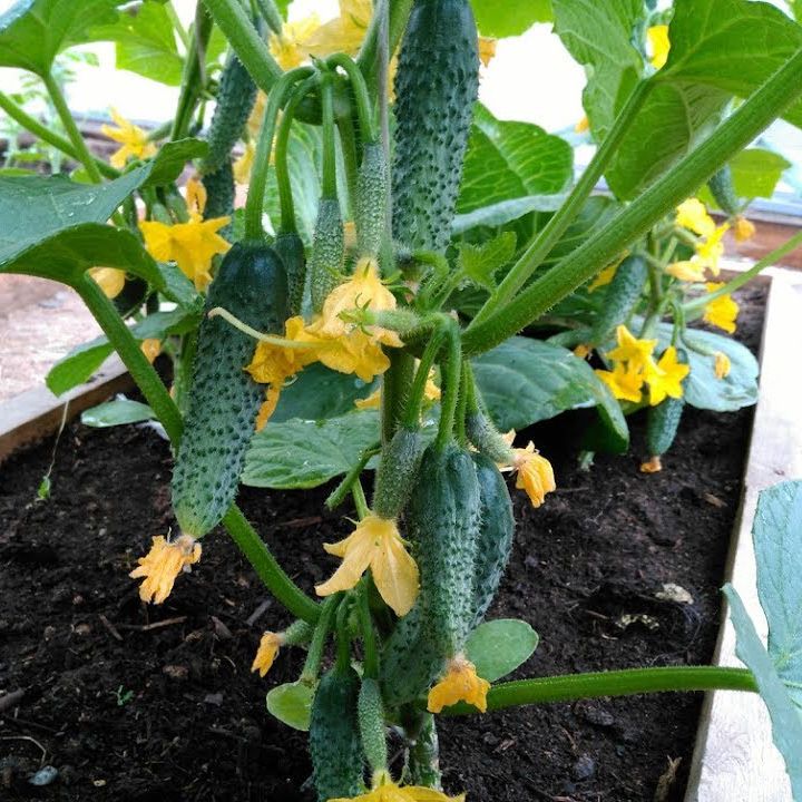 Миниатюра 3