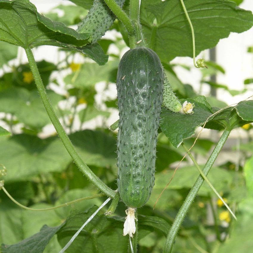 Миниатюра 3