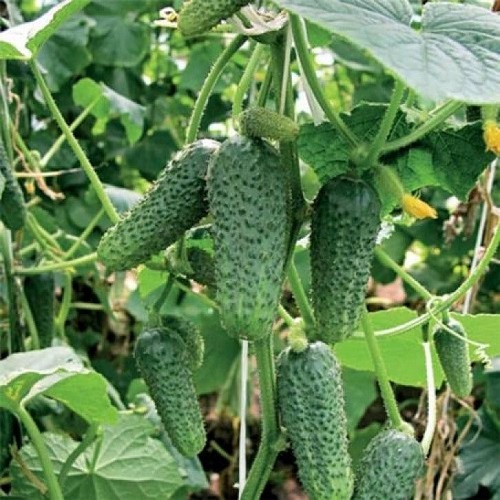 Огурец Микроша кустовой