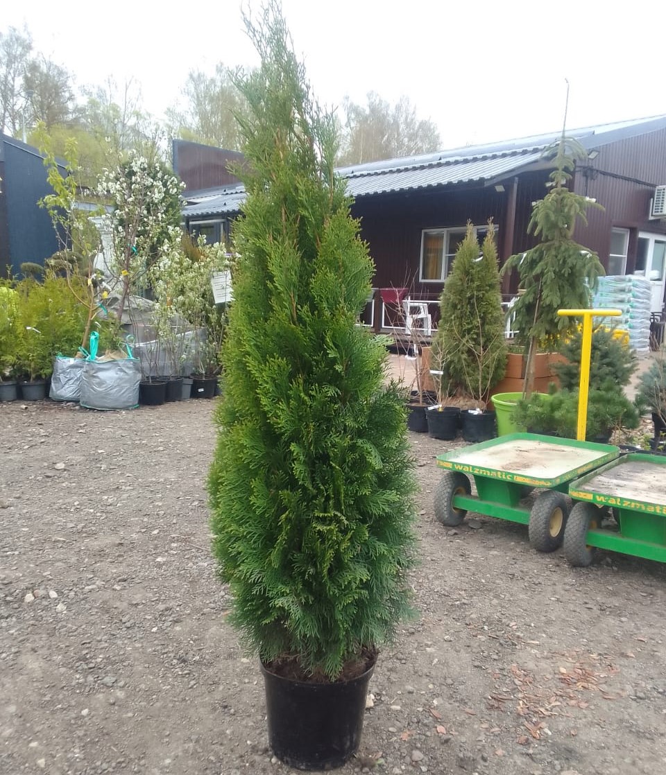 Туя Смарагд 100 см