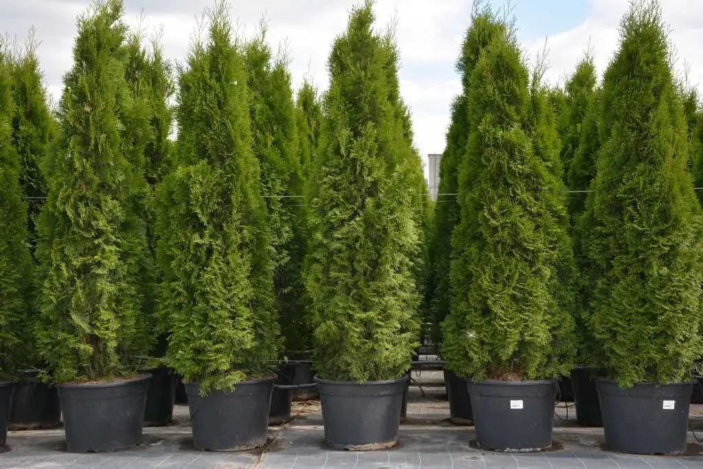 Туя Смарагд 150 см