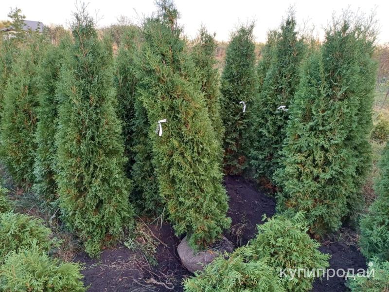 Туя Смарагд 200 см