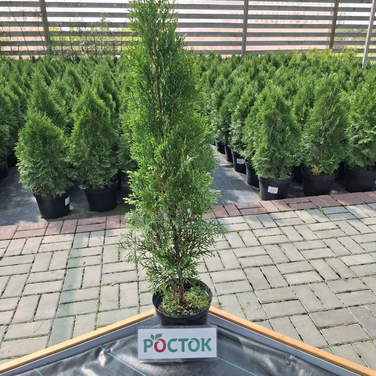 Туя Смарагд 65 см