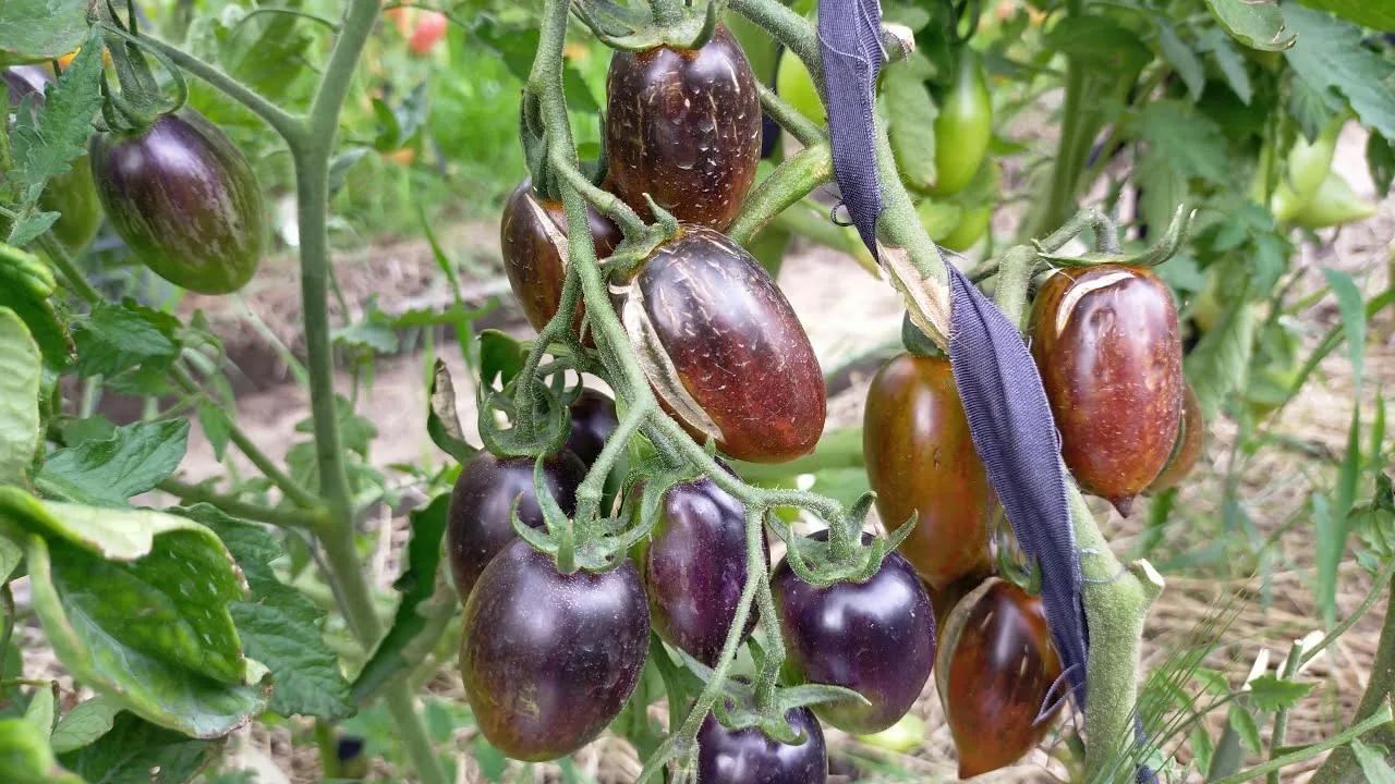 Миниатюра 4