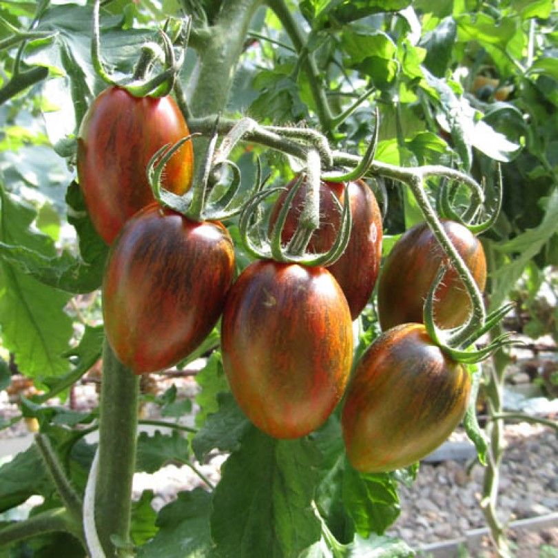 Миниатюра 2