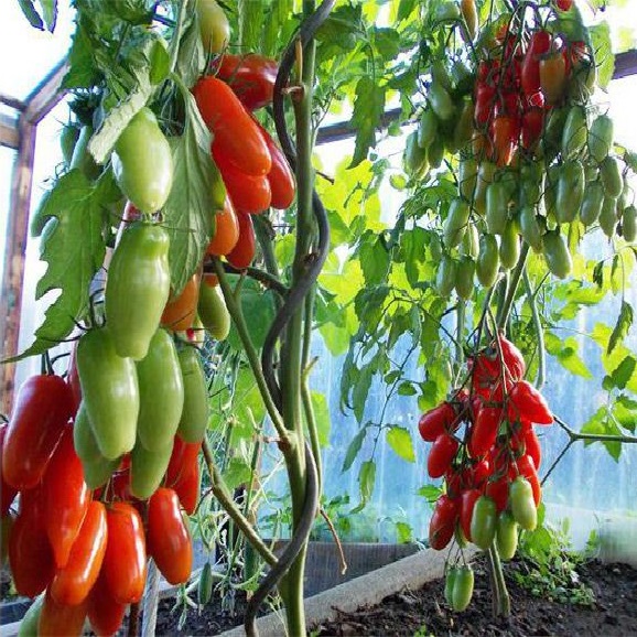 Томат Аурия Красная