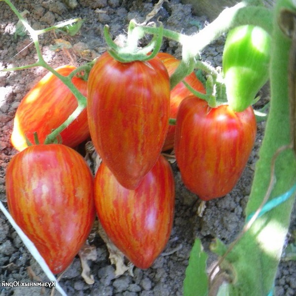 Миниатюра 2