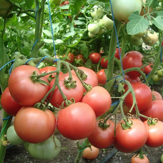 Томат Розовый Пингвин  50 шт