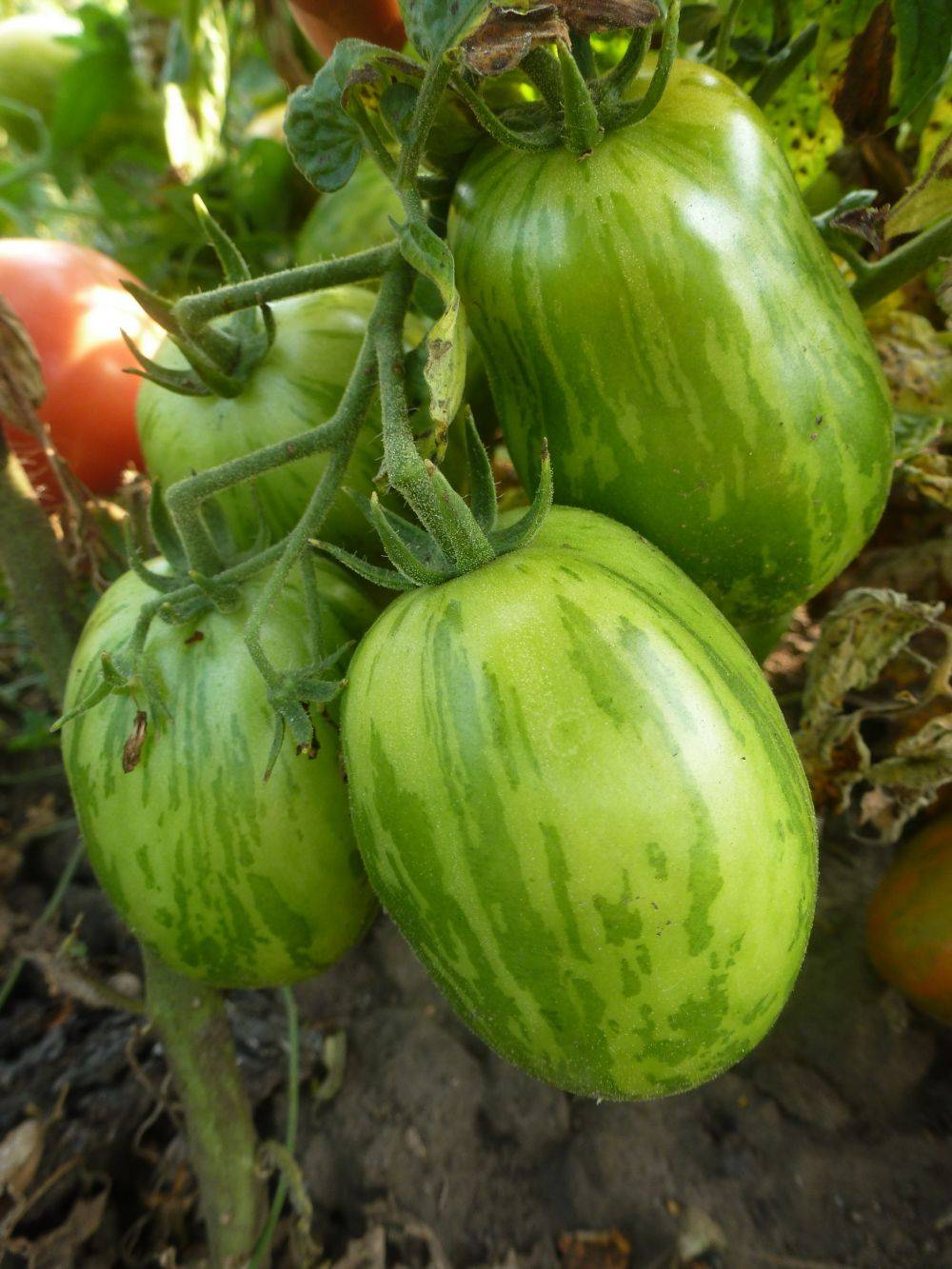 Миниатюра 3