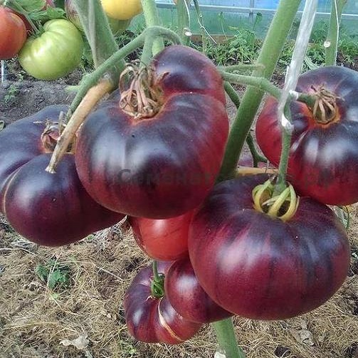 Миниатюра 2