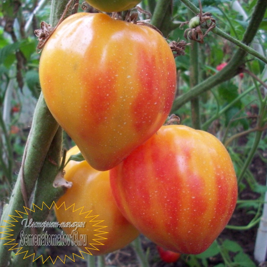 Томат Абрикосовое Сердце Зебры