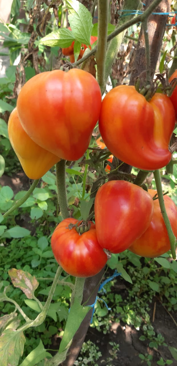 Миниатюра 4