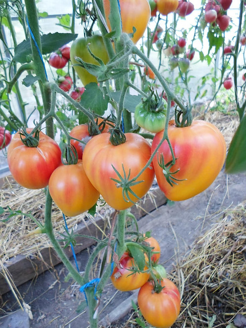 Миниатюра 6