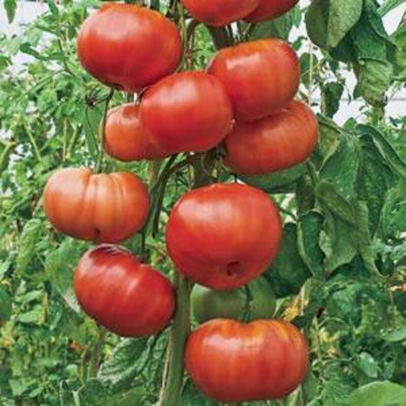 Томат Андреевский сюрприз