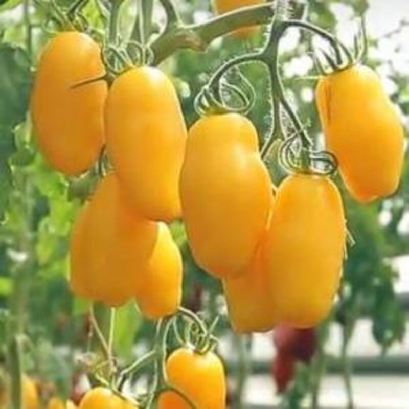 Томат Бананчик