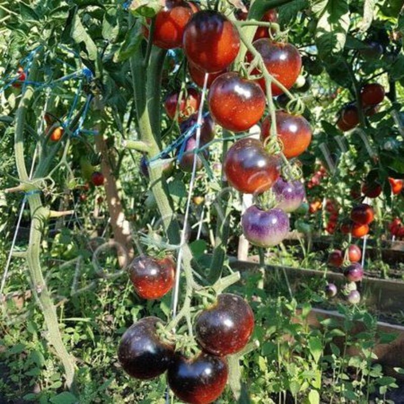 Томат Блю Р20