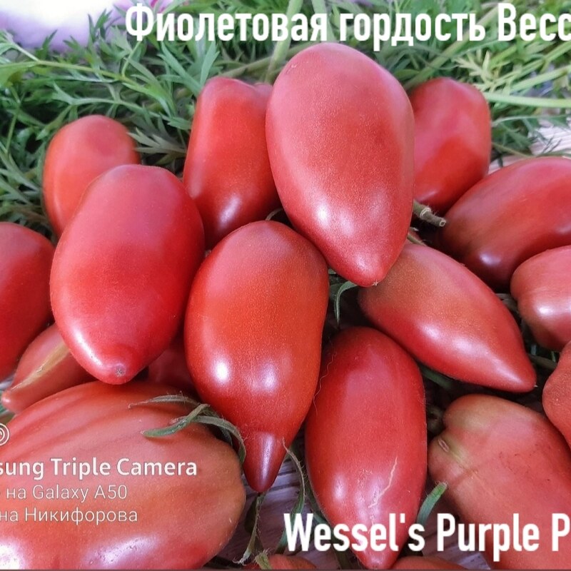 Томат Фиолетовая Гордость Весселя 10 шт