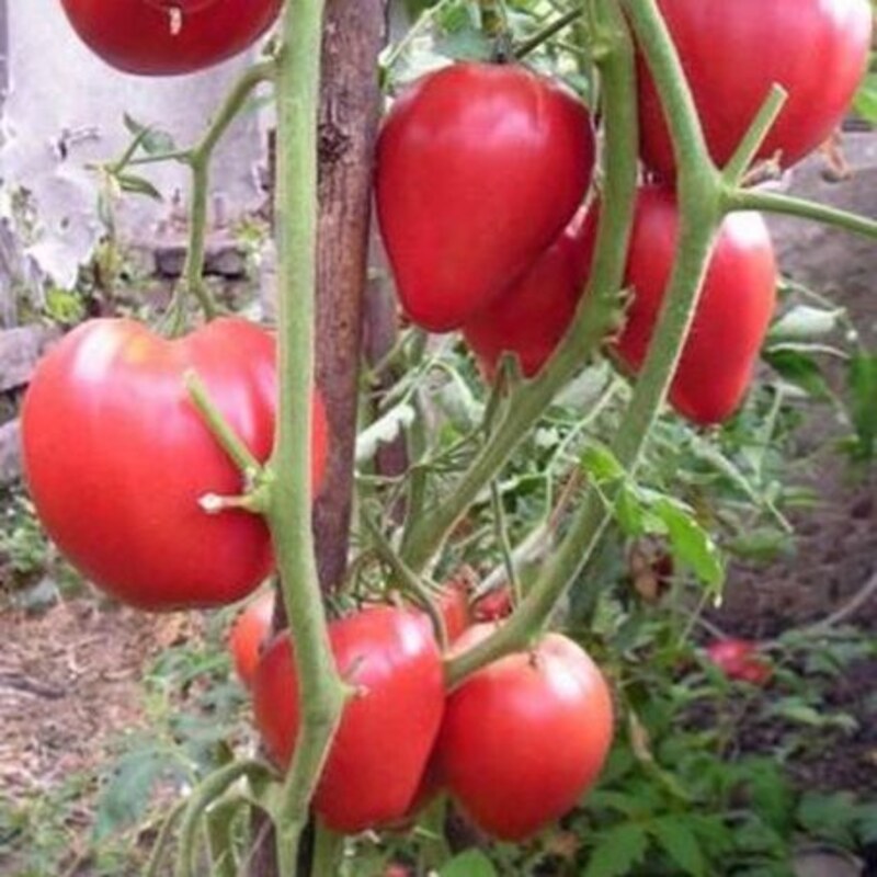 Томат Мазарини