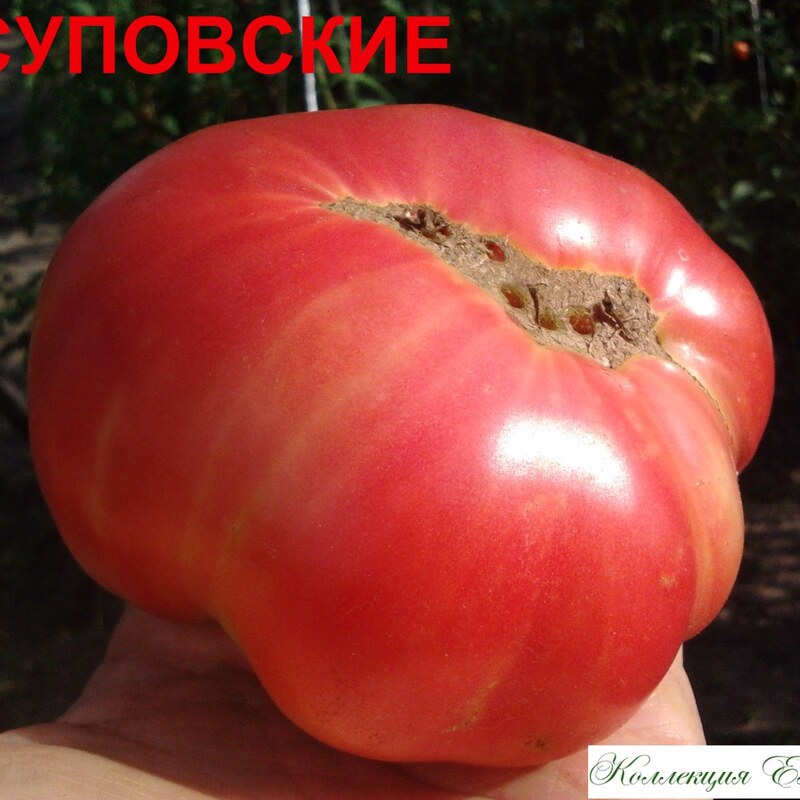 Томат Юсуповский 10 шт /10
