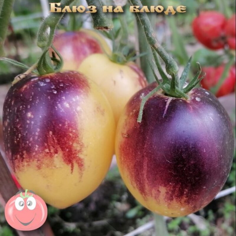 Томат Блюз на Блюде 10 шт.  /10