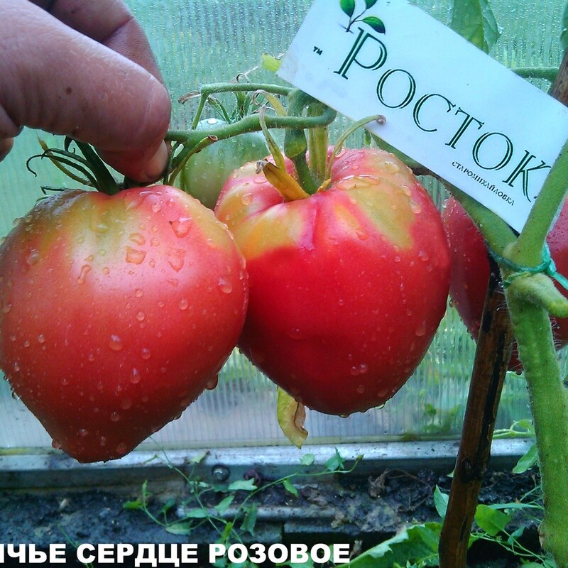 Томат Бычье сердце