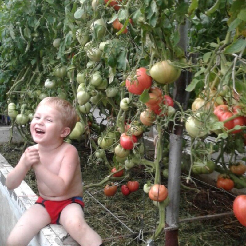 Томат Вельможа