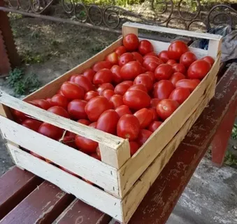 Томаты для транспортировки
